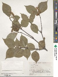 Viburnum wrightii image