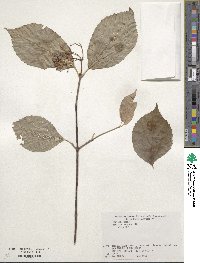 Viburnum wrightii image