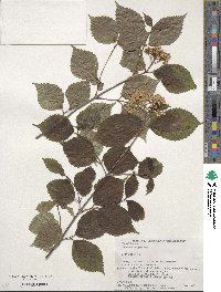 Viburnum wrightii image