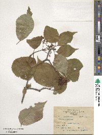 Viburnum wrightii image