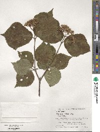 Viburnum wrightii image