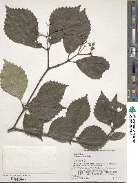 Viburnum wrightii image