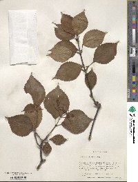 Viburnum wrightii image