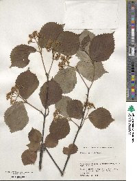 Viburnum wrightii image