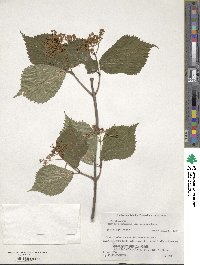 Viburnum wrightii image