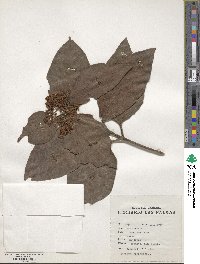 Viburnum tinus image