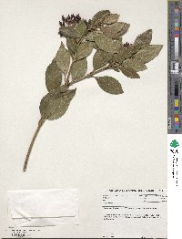 Viburnum tinus image