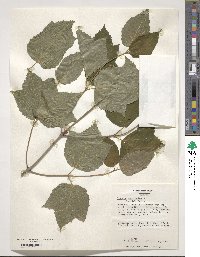 Viburnum acerifolium image