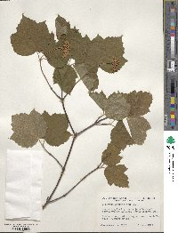 Viburnum acerifolium image