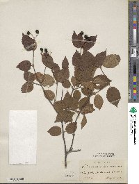 Viburnum rafinesquianum image