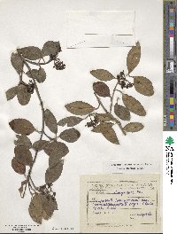 Viburnum atrocyaneum image