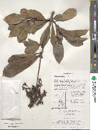 Viburnum odoratissimum image