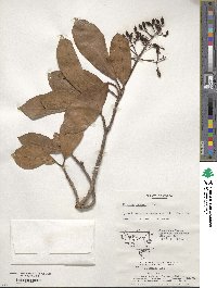 Viburnum odoratissimum image