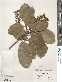 Viburnum odoratissimum image