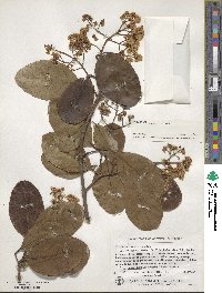 Viburnum odoratissimum image