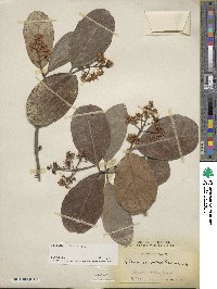 Viburnum odoratissimum image