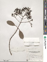 Viburnum odoratissimum image