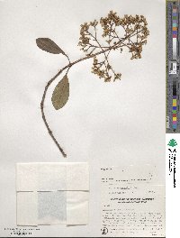 Viburnum odoratissimum image