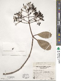 Viburnum odoratissimum image