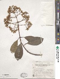 Viburnum odoratissimum image