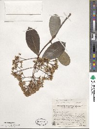 Viburnum odoratissimum image