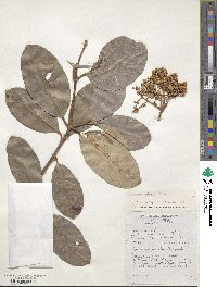 Viburnum odoratissimum var. awabuki image