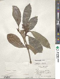 Viburnum odoratissimum image