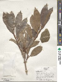 Viburnum odoratissimum image