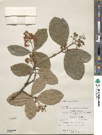 Viburnum odoratissimum image