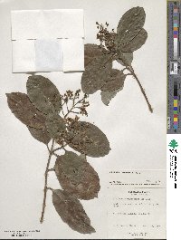 Viburnum odoratissimum image