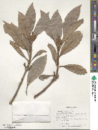 Viburnum odoratissimum image