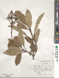 Viburnum odoratissimum image