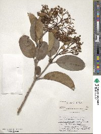 Viburnum odoratissimum image