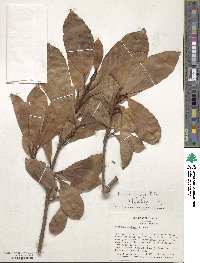 Viburnum odoratissimum image