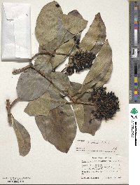 Viburnum odoratissimum image