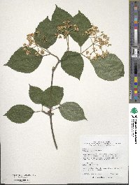 Viburnum carlesii image