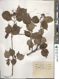 Viburnum carlesii var. bitchiuense image