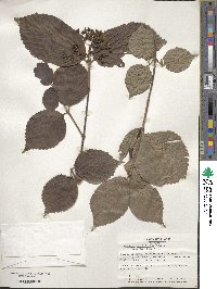 Viburnum carlesii var. bitchiuense image