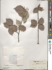 Viburnum carlesii var. bitchiuense image