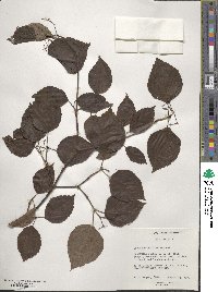 Viburnum carlesii var. bitchiuense image