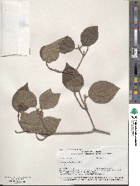 Viburnum carlesii var. bitchiuense image