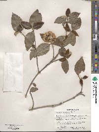 Viburnum carlesii var. bitchiuense image