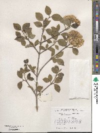 Viburnum carlesii var. bitchiuense image