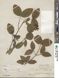 Viburnum carlesii var. bitchiuense image