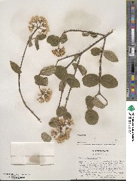 Viburnum carlesii var. bitchiuense image