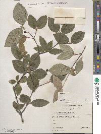 Viburnum carlesii image