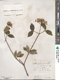 Viburnum carlesii var. bitchiuense image