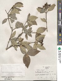 Viburnum carlesii var. bitchiuense image