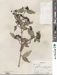 Viburnum carlesii var. bitchiuense image