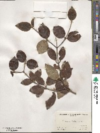 Viburnum carlesii var. bitchiuense image